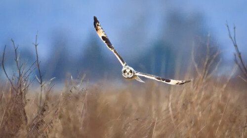 2014-01-11_EN-AU10330937559_Short-eared-owl-Samish-Island-Washington_1920x1080.jpg