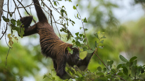 2014-01-12_PT-BR7839259504_O-muriqui-do-norte-espC3A9cie-em-perigo-crC3ADtico-de-extinC3A7C3A3o-passeia-pelas-C3A1rvores-de-Caratinga-em-Minas-Gerais_1920x1080.jpg