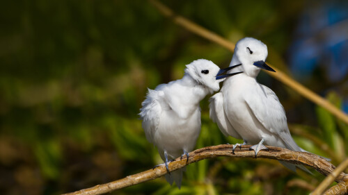 2014-01-17_EN-AU8745952707_White-terns-on-Sand-Island-Midway-Atoll-PapahC481naumokuC481kea-Marine-National-Monument_1920x1080.jpg