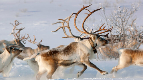 2014-01-23_DE-DE10059641301_NorwayReindeer_1920x1080.jpg