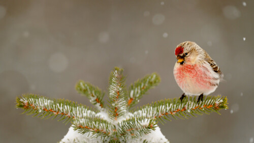 2014-02-15_CommonRedpoll_ZH-CN6194112134_1920x1080.jpg