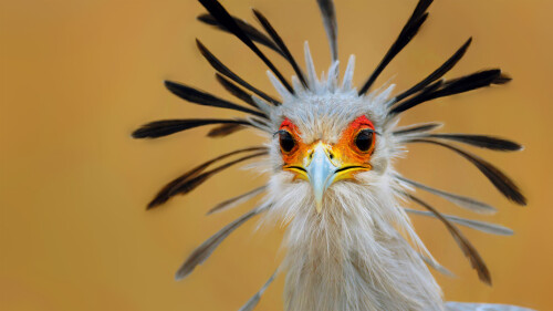 2014-03-07_SecretaryBird_ROW10401694467_1920x1080.jpg