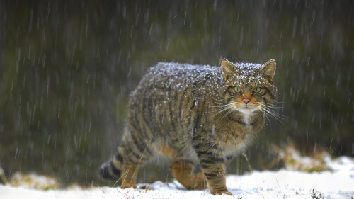 2014-11-30_ScottishWildcat_ROW13275714246_1920x1080.jpg