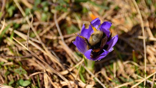 2015-03-19_Erdhummel_DE-DE9095325901_1920x1080.jpg