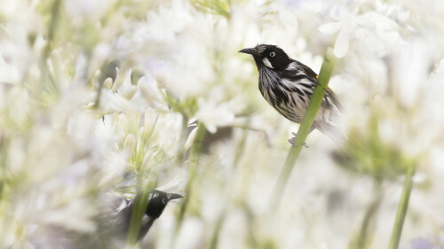 2016-02-10_NewHollandHoneyeaters_EN-AU9749788001_1920x1080.jpg