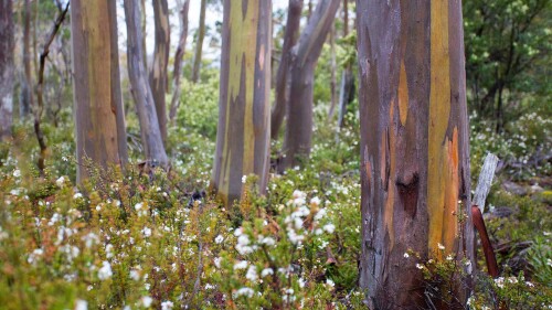 2016-04-13_AlpineYellowGums_EN-AU8195277257_1920x1080.jpg