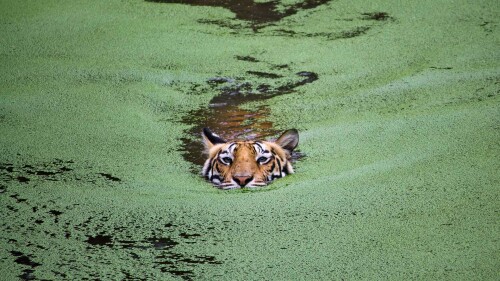 2016-07-28_WorldTigersDay_EN-IN11602905457_1920x1080.jpg