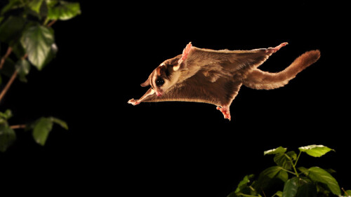 2016-09-13_SugarGlider_EN-AU11392015065_1920x1080.jpg