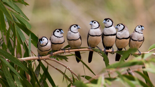 2017-01-16_BarredFinches_1920x1080.jpg