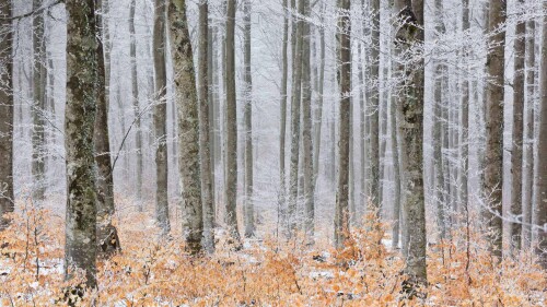 2017-02-03_FrostedForestCevennes_1920x1080.jpg