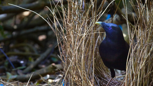 2017-02-13_SatinBowerbird_1920x1080.jpg