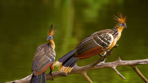 2017-02-25_Hoatzin_1920x1080.jpg