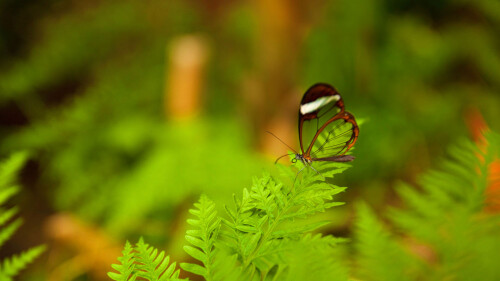 2017-03-05_ButterflyWorld_1920x1080.jpg