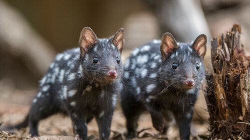 2017-03-10_EasternQuolls_1920x1080.jpg