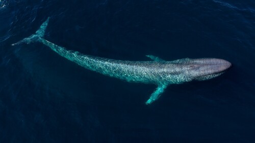 A-blue-whale-swims-under-the-surface-in-Monterey-Bay-California-USA.jpg