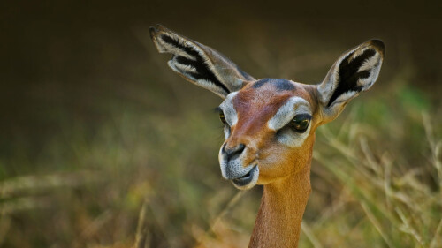 A-gerenuk-indigenous-to-East-Africa.jpg