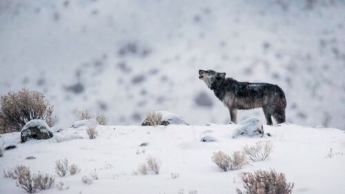 A-gray-wolf-in-Yellowstone-National-Park-Wyoming.jpg