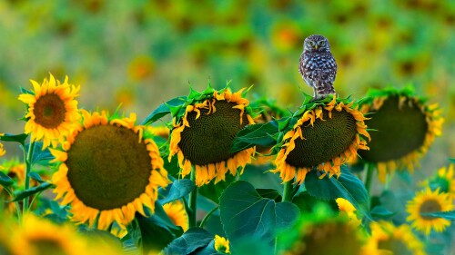 A-little-owl-perched-on-a-sunflower-Cadiz-Spain.jpg