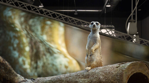 A-meerkat-in-its-natural-environment.jpg