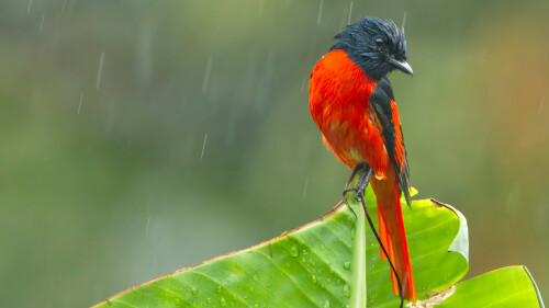 A-scarlet-Minivet-during-rainfall-West-Bengal.jpg