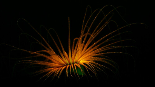 A-tube-anemone.jpg