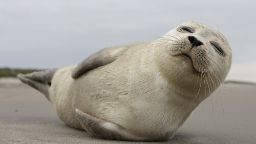 A-young-grey-seal-pup-Ameland-island-at-North-and-Wadden-seas-border-Netherlands.jpg