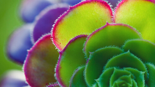 Aeonium-leaf-detail.jpg