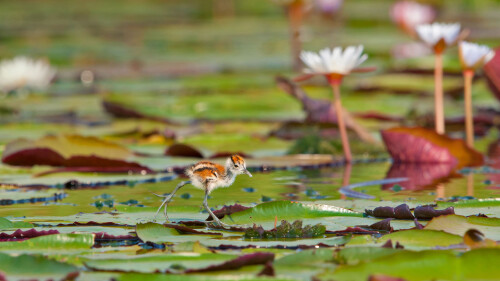 African-jacana-chick-in-Chobe-National-Park-Botswana.jpg