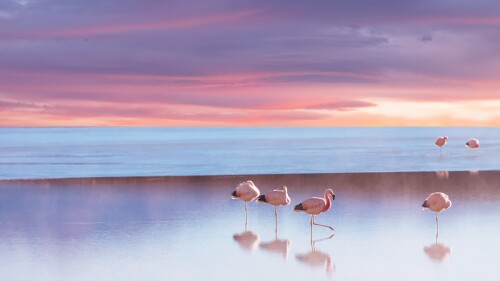 Andean-flamingo-in-Bolivia-Eduardo-Avaroa-Fauna-National-Reserve.jpg