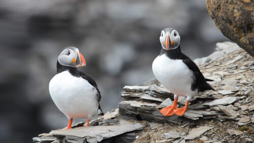 AprilFools_Puffins_768_HD_EN-US1593807140.jpg