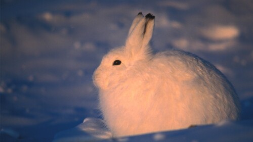 Arctic-hare-in-winter.jpg