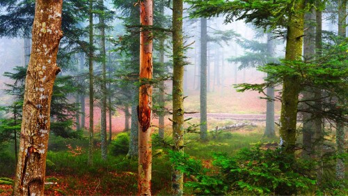 Autumn-in-a-pine-forest-Les-Vosges-France.jpg