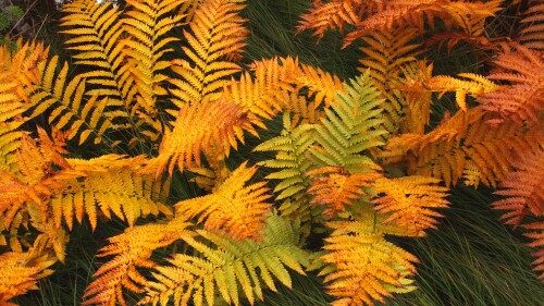 AutumnFrond.jpg