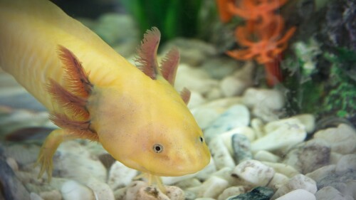 Axolotl-Ambystoma-mexicanum-in-aquarium.jpg