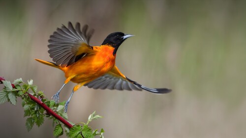 Baltimore-Oriole-Icterus-galbula-male-bird-taking-off.jpg