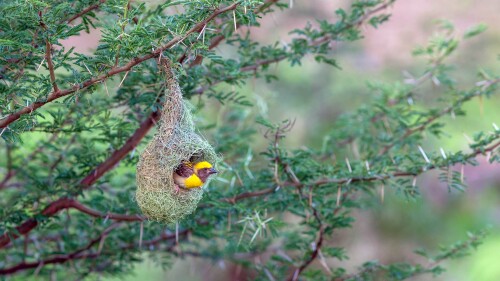 Baya-weaver-Ploceus-philippinus-nest-in-Pune-Maharashtra.jpg