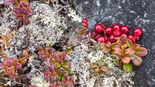 BearberryLichens_1920x1080.jpg