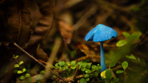 BlueMushroom_EN-US9252668987_1920x1080.jpg