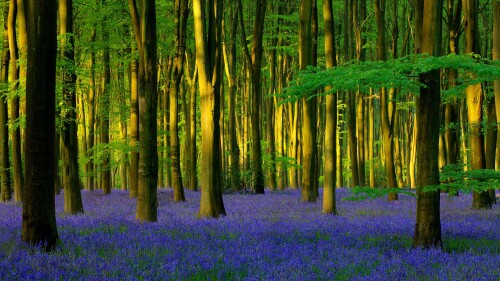 Bluebells-in-Micheldever-Wood-Hampshire.jpg