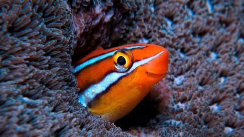 Bluestriped-fangblenny-in-the-Indian-Ocean.jpg