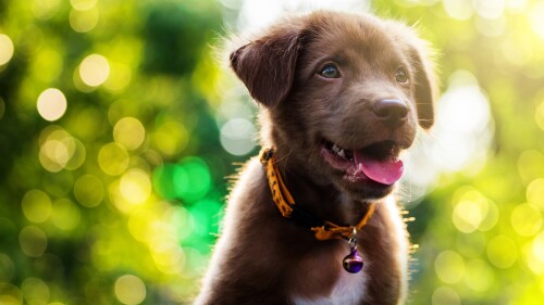 Brown-cute-smile-Labrador-Retriever-puppy-with-spring-foliage-bokeh-and-sunset-light-abstract.jpg