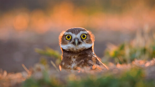 BurrowingOwl_EN-US7737468266_1920x1080.jpg