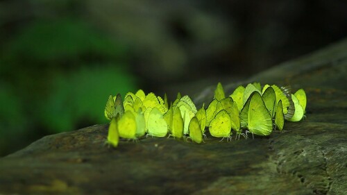 Butterflies-in-Kaeng-Krachan-National-Park-Phetchaburi-Thailand.jpg