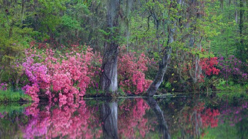 CharlestonAzaleas_EN-US1112132446_1920x1080.jpg