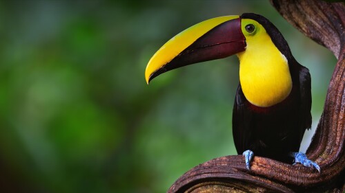 Chestnut-mandibled-toucan-or-Swainsons-toucan-in-the-rainforest-of-Costa-Rica.jpg