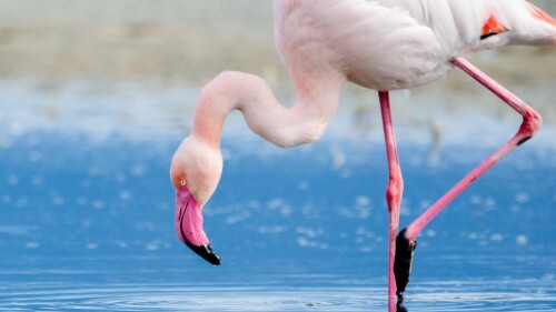 Close-up-of-flamingo-in-water-Elmas-Italy.jpg