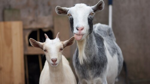 Close-up-portrait-of-goats-Aldridge-UK.jpg