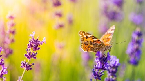 Closeup-of-a-butterfly-on-a-lavender-flower-Hungary.jpg