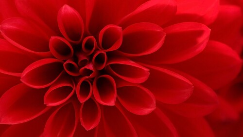 Closeup-on-red-dahlia-flower.jpg