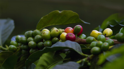 CoffeeCherries_EN-US4058005198_1920x1080.jpg